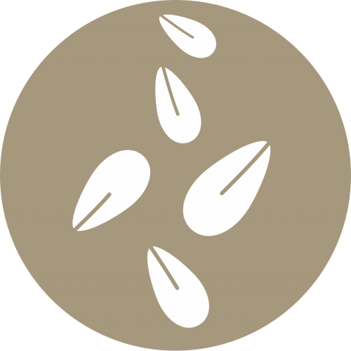sesamo
